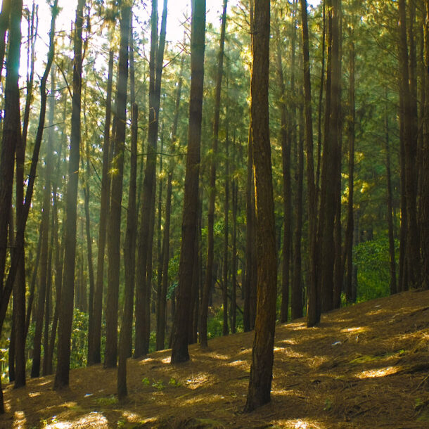 pine-forest Vagamon