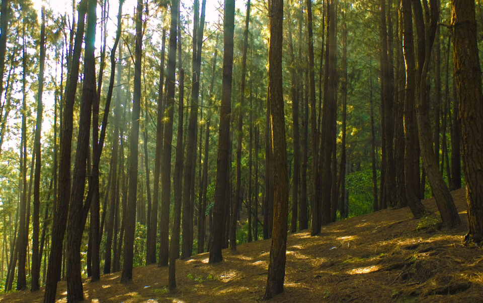 pine-forest Vagamon